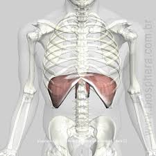 THE INTEGRATION OF PROPER INTRA ABDOMINAL PRESSURIZATION FOR COMBAT SPORT PERFORMANCE!